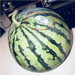 网暴网红吃瓜,网红吃瓜事件引发社会热议